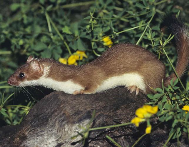 Photo of long-tailed weasel