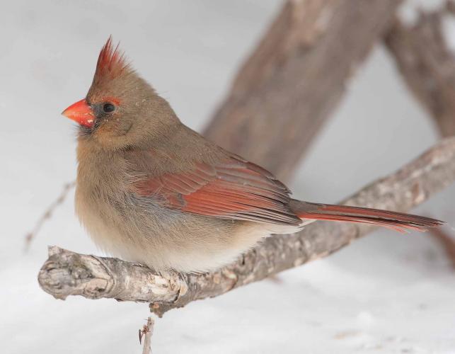 Photo of female northern cardinal