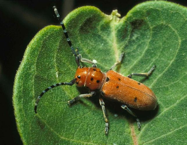 Red-femured milkweed borer beetle on milkweed leaf