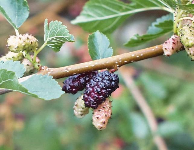 Photo of white mulberry fruit