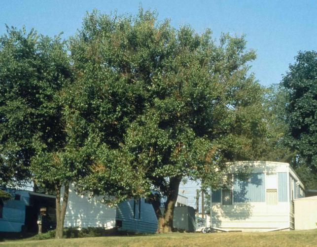 Photo of red mulberry tree growing next to a trailer home