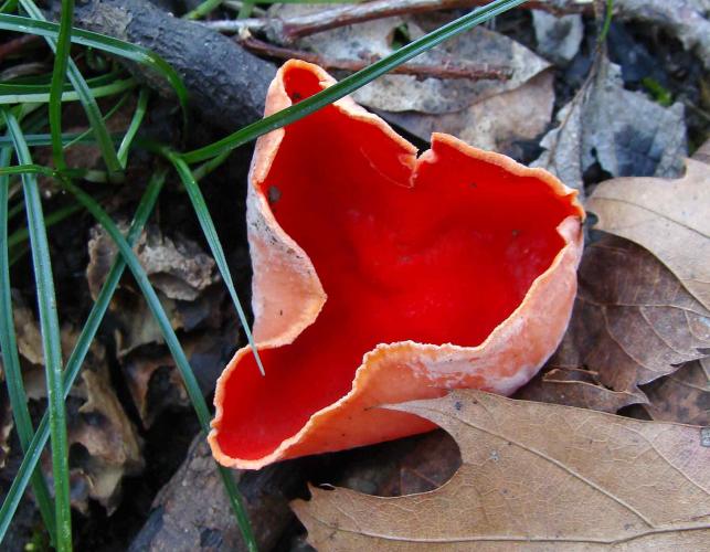 Photo of a scarlet cup mushroom growing on fallen sticks