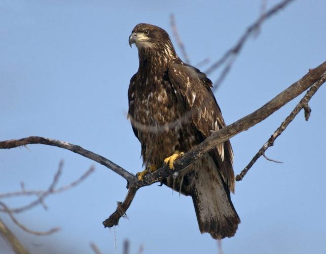 Photo of immature bald eagle perched on a branch