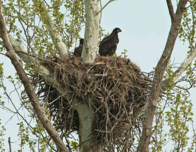 Photo of two juvenile bald eagles in nest