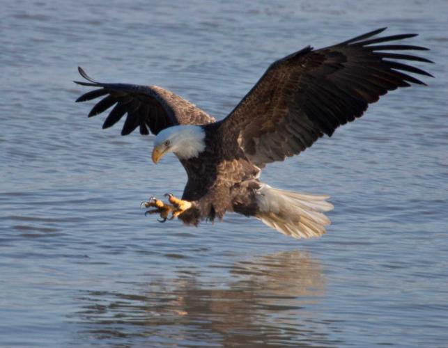 Photo of bald eagle skimming over water, feet stretched