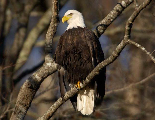 Photo of bald eagle perched on a branch