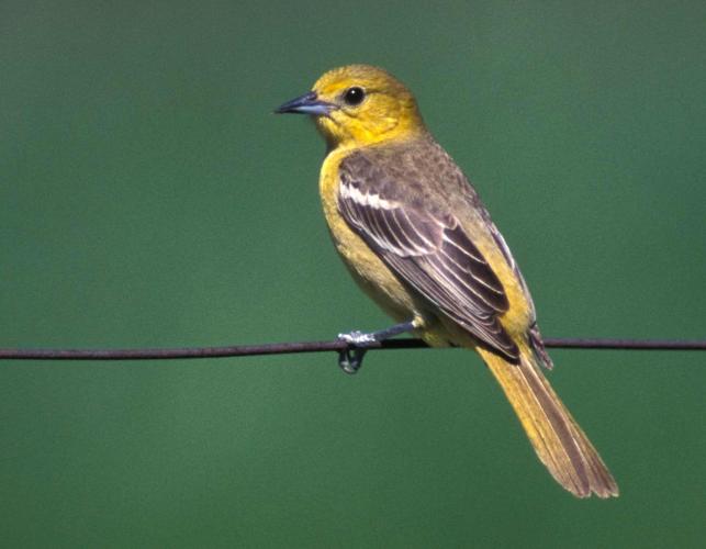 Photo of a female Baltimore oriole perched