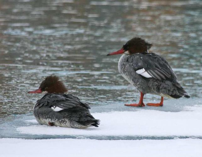 Photo of two female common mergansers standing and sitting on pond ice.