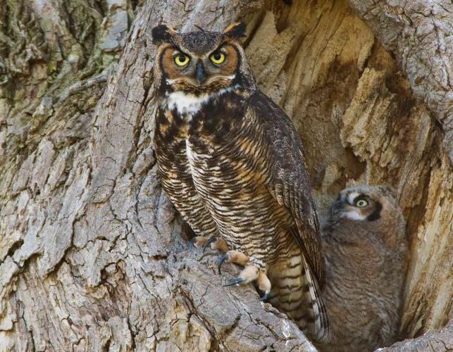 Photo of female great horned owl and chicks at nest hole