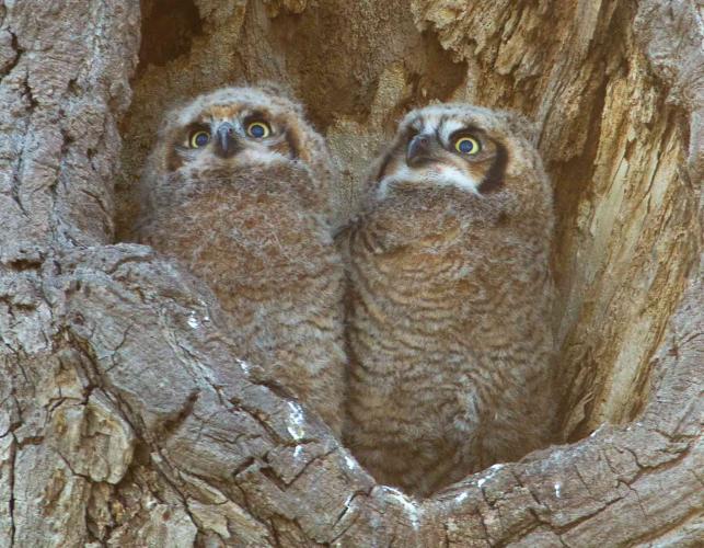 Photo of two great horned owl chicks at entrance of nest hole