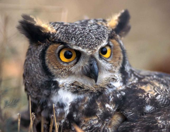 Closeup photo of great horned owl face