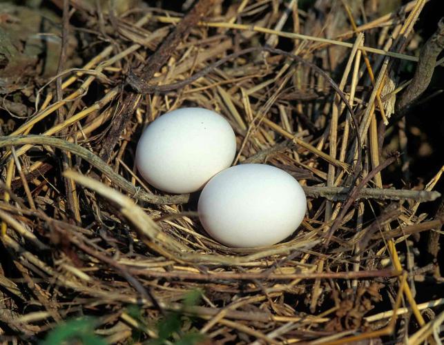 Photo of mourning dove nest with two eggs