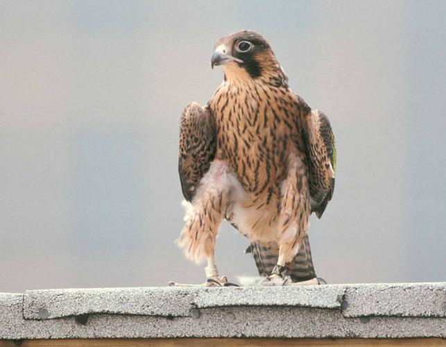 Photo of juvenile peregrine falcon perched on a ledge