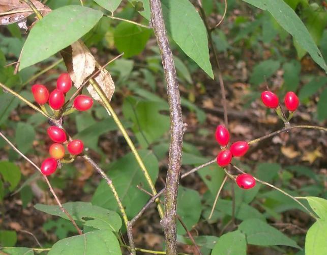Photo of pondberry showing bark, red berries, leaves