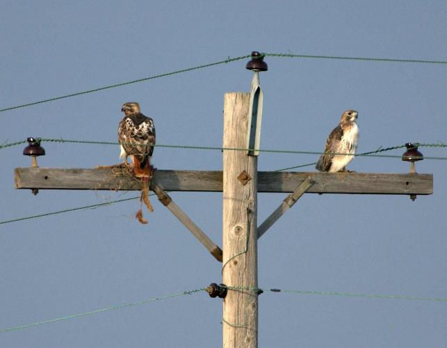 Photo of two red-tailed hawks perched on a utility pole
