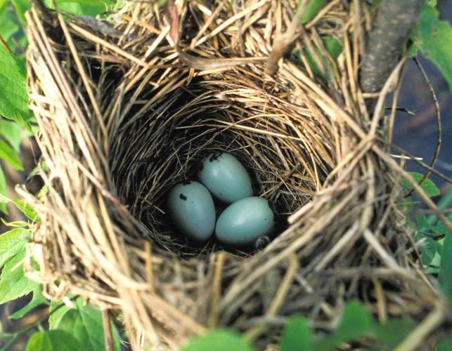 Photo of red-winged blackbird nest with eggs