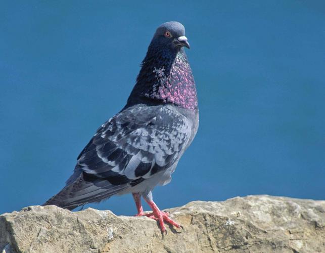 Photo of a gray rock pigeon standing on a rock
