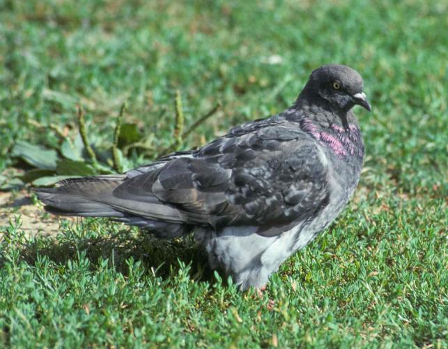 Photo of gray rock pigeon standing on a city lawn