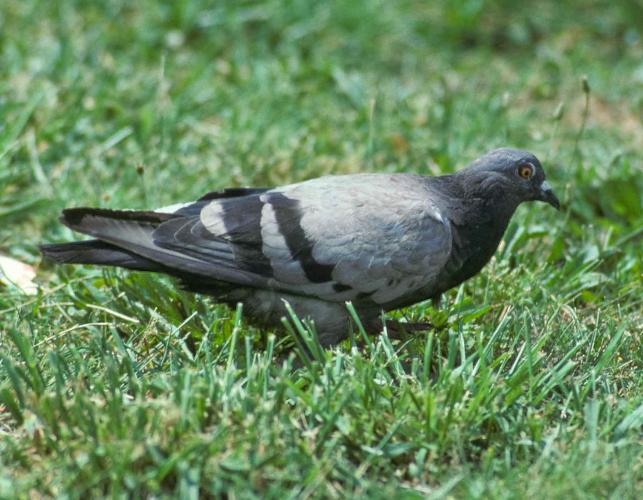 Photo of gray rock pigeon walking on a city lawn