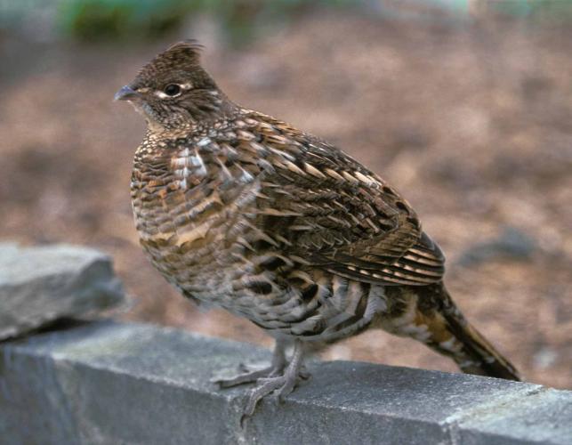 Photo of ruffed grouse standing on a rock ledge