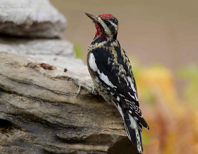 Photo of a yellow-bellied sapsucker perched on a rock