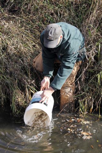 Conservation Department Fisheries Management Biologist Jerry Weichman releases a bucketful of Topeka shiners into a prairie stream. 