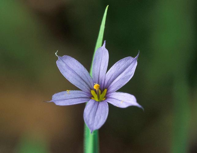Photo of blue-eyed grass flower closeup
