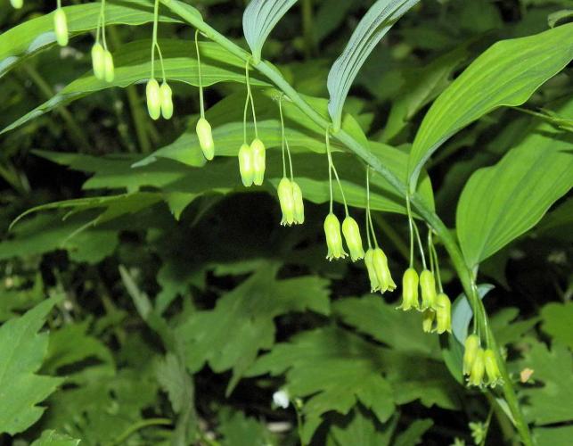 Photo of Solomon’s seal flowers and leaves