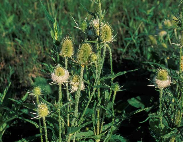 Photo of cut-leaved teasel plants showing white flowering heads.
