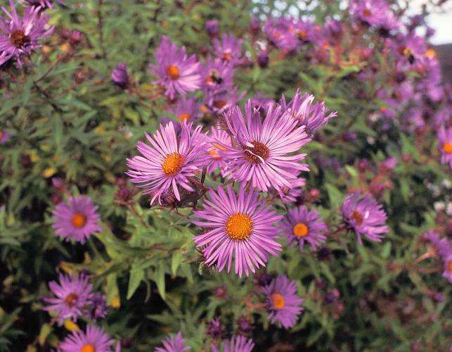 Photo of New England aster plants with flowers