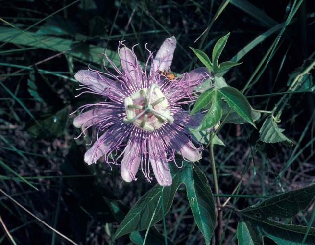Photo of blooming passionflower