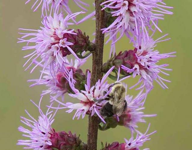 Photo of rough blazing star stalk closeup showing side view of flowerheads