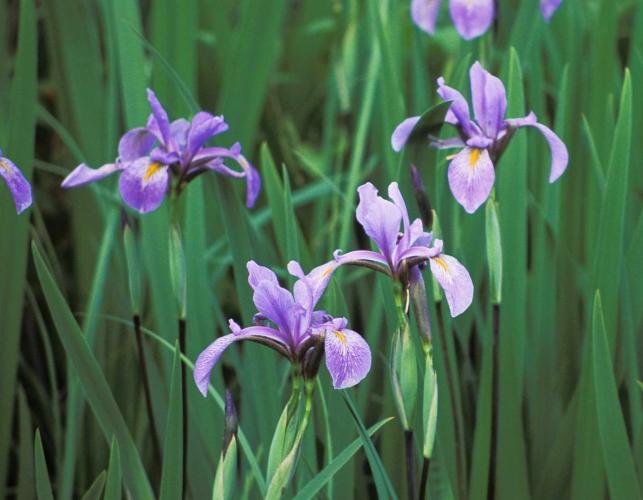 Photo of southern blue flag iris plants with flowers