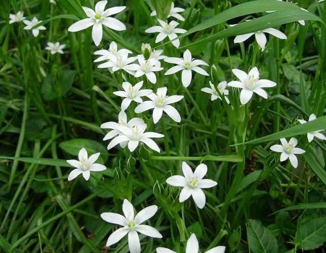 Photo of star of Bethlehem plant with flowers