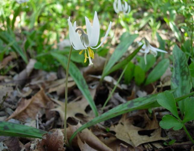 Photo of white dogtooth violet blooming in a colony