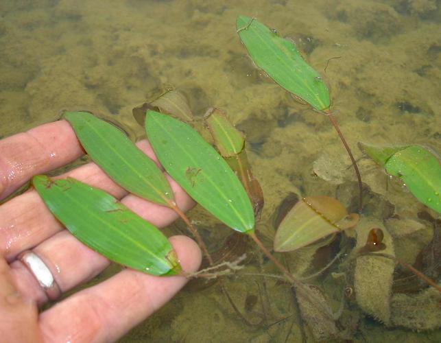Photo of American pondweed closeup of leaves
