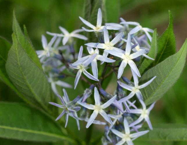 Photo of shining blue star flower cluster
