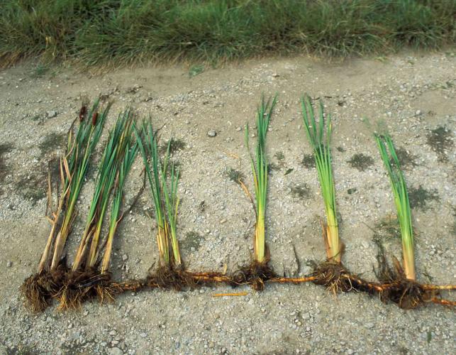 Photo of several cattail plants all connected to single runner