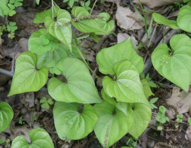 Photo of Chinese yam plant showing young foliage