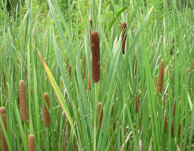 Photo of a dense stand of common cattail plants