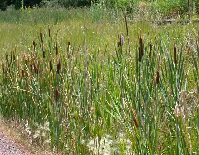 Photo of common cattail colony