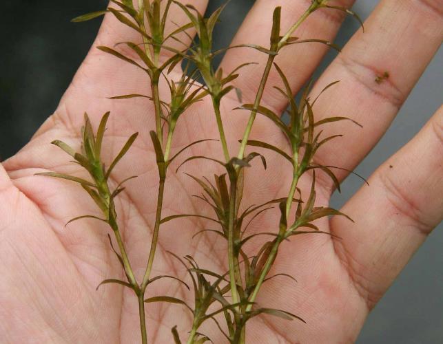 Photo of southern naiad aquatic plant held in a person’s hand