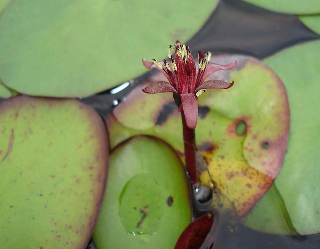 Photo of water shield showing leaves and a flower