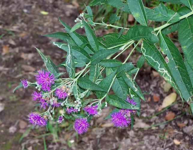 Photo of western ironweed flower clusters and leaves