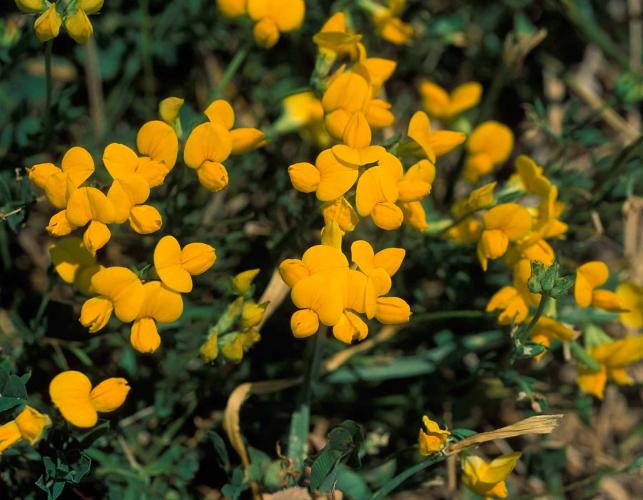 Bird’s-foot trefoil plant with flowers