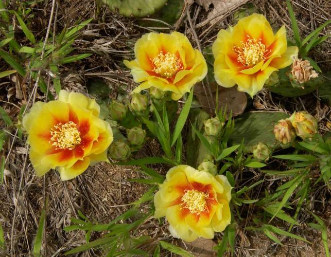 Photo of eastern prickly pear flowers