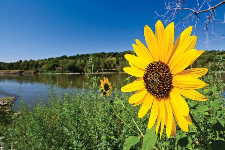 A sunflower in a field next to a river