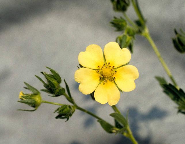 Photo of yellow rough-fruited cinquefoil flower