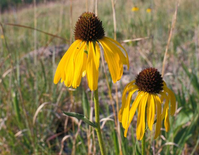Photo of two yellow coneflowers side view