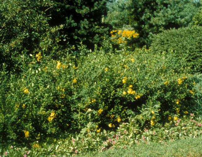 Photo of several common St. John’s-wort plants looking like bushes